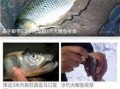 钓鱼爆料视频最新大全,高清大全视频揭秘钓鱼技巧与心得