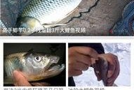 钓鱼爆料视频最新大全,高清大全视频揭秘钓鱼技巧与心得